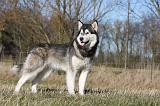 ALASKAN MALAMUTE 896